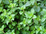 Oregano Herb Seeds, Oregano Seeds,"Cool Beans N SPROUST" Brand. Home Gardening. - Cool Beans & Sprouts