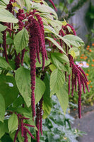 Love Lies Bleeding Flower Seeds,, Amaranthus Caudatus Flower Seeds, "COOL BEANS N SPROUTS" Brand. Home Gardening. - Cool Beans & Sprouts