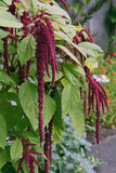 Love Lies Bleeding Flower Seeds,, Amaranthus Caudatus Flower Seeds, "COOL BEANS N SPROUTS" Brand. Home Gardening. - Cool Beans & Sprouts