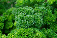 Parsley Herb Seeds,  Triple Curled Parsley, "COOL BEANS N SPROUTS" Brand. Home Gardening. - Cool Beans & Sprouts