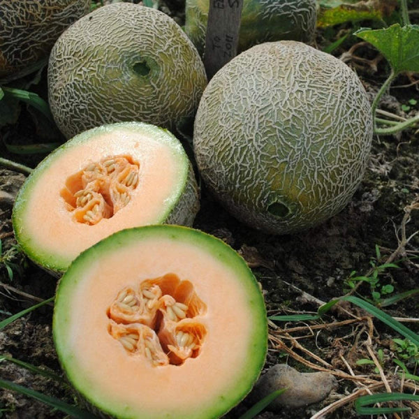 Melon Seeds  Edisto 47 Melon Seeds, "COOL BEANS N SPROUTS" Brand. Home Gardening. - Cool Beans & Sprouts