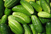Cucumber Seed , Marketer Cucumber Seeds,"COOL BEANS N SPROUTS" Brand. Home Gardening. - Cool Beans & Sprouts