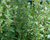 Thyme Herb Seeds,"COOL BEANS N SPROUTS" Brand. Herb. Non-GMO. Home Gardening. - Cool Beans & Sprouts