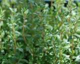 Thyme Herb Seeds,"COOL BEANS N SPROUTS" Brand. Herb. Non-GMO. Home Gardening. - Cool Beans & Sprouts