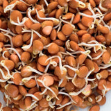 Red Lentil Seeds for Sprouting Microgreens, A Rich Source of Vitamins and Minerals and Health-Promoting Nutrients! "COOL BEANS N SPROUTS" Brand, A Small Town Family Run USA Business. - Cool Beans & Sprouts