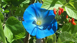 Morning Glory Seeds, Heavenly Blue Morning Glory Flower Seeds, "COOL BEANS N SPROUTS" Brand. Home Gardening. - Cool Beans & Sprouts