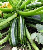 Squash Seeds, Cocozelle Summer Squash Seeds, "COOL BEANS N SPROUTS" Brand. Heirloom. Non-GMO. Home Gardening. - Cool Beans & Sprouts