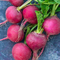 Radish Seeds, Cherry Belle Radish Seeds,"COOL BEANS N SPROUTS" Brand. Heirloom. Non-GMO. Home Gardening. - Cool Beans & Sprouts