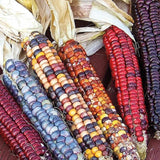 Corn Seeds- Indian Ornamental Corn Seeds ,"COOL BEANS N SPROUTS" Brand. Home Gardening. - Cool Beans & Sprouts