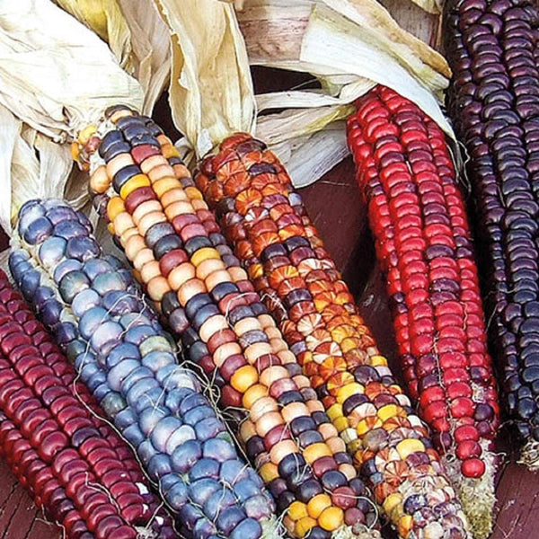 Corn Seeds- Indian Ornamental Corn Seeds ,"COOL BEANS N SPROUTS" Brand. Home Gardening. - Cool Beans & Sprouts