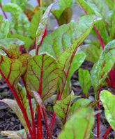 Rhubarb Seeds ,  Swiss Chard Rhubarb Seeds,"COOL BEANS N SPROUTS" Brand. Heirloom. Non-GMO. Home Gardening. - Cool Beans & Sprouts