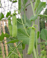 Pea Seeds,  Thomas Laxton Pea Seeds,"COOL BEANS N SPROUTS" Brand. Home Gardening. - Cool Beans & Sprouts