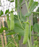 Pea Seeds,  Thomas Laxton Pea Seeds,"COOL BEANS N SPROUTS" Brand. Home Gardening. - Cool Beans & Sprouts