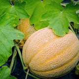 Melon Seeds, Hales Best Jumbo Melon, Cantaloupe Seeds, "COOL BEANS N SPROUTS" Brand. Heirloom. Non-GMO. Home Gardening. - Cool Beans & Sprouts