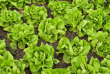 Lettuce Seed Buttercrunch Lettuce Seeds, "COOL BEANS N SPROUTS" Brand. Home Gardening. - Cool Beans & Sprouts