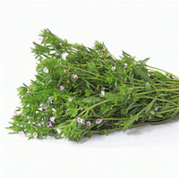 Summer Savory Spice Seeds, "COOL BEANS N SPROUTS" Brand. Herb. Non-GMO. Home Gardening. - Cool Beans & Sprouts
