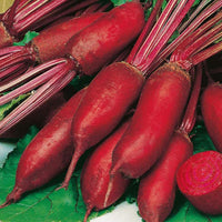 Cylindra Beet Seeds,"COOL BEANS N SPROUTS" Brand. Home Gardening. - Cool Beans & Sprouts