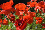 Poppy Flower Seeds, Flanders Poppy Flower Seeds, "COOL BEANS N SPROUTS" Brand. Home Gardening. - Cool Beans & Sprouts