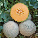 Melon Seeds  Edisto 47 Melon Seeds, "COOL BEANS N SPROUTS" Brand. Home Gardening. - Cool Beans & Sprouts