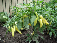 Pepper Seeds,  Sweet Banana Pepper Seeds,"COOL BEANS N SPROUTS" Brand. Heirloom. Non-GMO. Home Gardening. - Cool Beans & Sprouts
