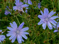 Chicory Flower Seeds,  "COOL BEANS N SPROUTS" Brand. Home Gardening. - Cool Beans & Sprouts