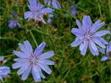 Chicory Flower Seeds,  "COOL BEANS N SPROUTS" Brand. Home Gardening. - Cool Beans & Sprouts