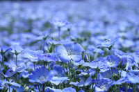 Flax Flower Seeds  Blue Flax Flower Seeds,"COOL BEANS N SPROUTS" Brand. Home Gardening. - Cool Beans & Sprouts