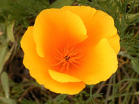 Poppy Flower Seeds,  California Orange Poppy Flower Seeds, "COOL BEANS N SPROUTS" Brand. Home Gardening. - Cool Beans & Sprouts