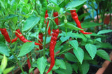 Pepper Seeds, Cayenne Pepper Seeds,"COOL BEANS N SPROUTS" Brand. Home Gardening. - Cool Beans & Sprouts