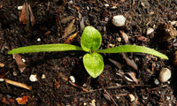 Spinach Seeds, America Spinach Seeds,"COOL BEANS N SPROUTS" Heirloom. Non-GMO. Home Gardening. - Cool Beans & Sprouts