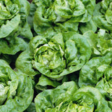 Lettuce Seed Buttercrunch Lettuce Seeds, "COOL BEANS N SPROUTS" Brand. Home Gardening. - Cool Beans & Sprouts