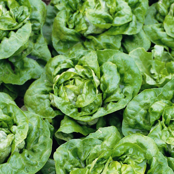 Lettuce Seed Buttercrunch Lettuce Seeds, "COOL BEANS N SPROUTS" Brand. Home Gardening. - Cool Beans & Sprouts