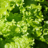 Lettuce Seeds, Grand Rapids TBR Lettuce Seeds, "COOL BEANS N SPROUTS" Brand. Heirloom. Non-GMO. Home Gardening. - Cool Beans & Sprouts