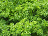 Parsley Herb Seeds, Forest Green Parsley Seeds,"COOL BEANS N SPROUTS" Brand. Herb. Non-GMO. Home Gardening. - Cool Beans & Sprouts