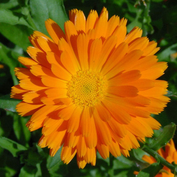 Orange Calendula Flower Seeds,"COOL BEANS N SPROUTS" Brand. Home Gardening. - Cool Beans & Sprouts