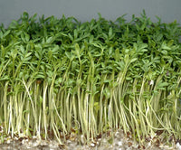 Cress Herb Seeds,  Curled Cress Herb Seeds, "COOL BEANS N SPROUTS" Brand. Home Gardening. - Cool Beans & Sprouts