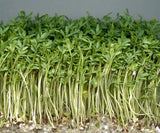 Cress Herb Seeds,  Curled Cress Herb Seeds, "COOL BEANS N SPROUTS" Brand. Home Gardening. - Cool Beans & Sprouts