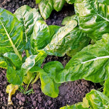Swiss Chard Seeds, Perpetual Spinach Swiss Chard Seeds,"COOL BEANS N SPROUTS" Brand. Heirloom. Non-GMO. Home Gardening. - Cool Beans & Sprouts