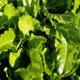 Swiss Chard Seeds, Perpetual Spinach Swiss Chard Seeds,"COOL BEANS N SPROUTS" Brand. Heirloom. Non-GMO. Home Gardening. - Cool Beans & Sprouts