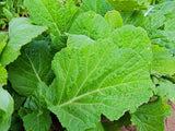 Mustard Greens Seeds,  Florida Broadleaf Mustard Green Seeds,"COOL BEANS N SPROUTS" Brand. Home Gardening. - Cool Beans & Sprouts