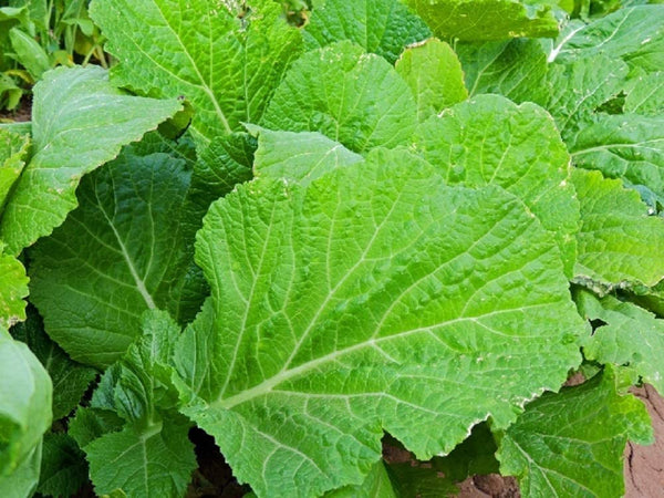 Mustard Greens Seeds,  Florida Broadleaf Mustard Green Seeds,"COOL BEANS N SPROUTS" Brand. Home Gardening. - Cool Beans & Sprouts