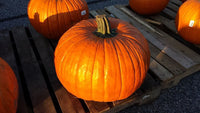 Pumpkin Seeds, Connecticut Field Pumpkin,"COOL BEANS N SPROUTS" Brand. Heirloom. Non-GMO. Home Gardening. - Cool Beans & Sprouts