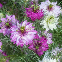 Love in a Mist Flower Seeds , Love in a Mist pink , Nigella Damascena Flower Seeds, "COOL BEANS N SPROUTS" Brand. Home Gardening. - Cool Beans & Sprouts