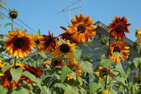 Autumn Beauty Sunflower Seeds, "COOL BEANS N SPROUTS" Brand. Home Gardening. - Cool Beans & Sprouts