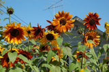Autumn Beauty Sunflower Seeds, "COOL BEANS N SPROUTS" Brand. Home Gardening. - Cool Beans & Sprouts