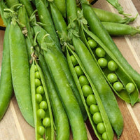 Pea Seeds, Little Marvel Pea Seeds,"COOL BEANS N SPROUTS" Brand. Heirloom. Non-GMO. Home Gardening. - Cool Beans & Sprouts