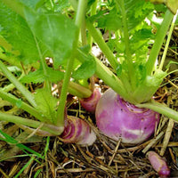 Turnip Seeds,  Purple Top Turnip Seeds,"COOL BEANS N SPROUTS" Brand. Heirloom. Non-GMO. Home Gardening. - Cool Beans & Sprouts