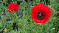 Poppy Flower Seeds, Red Poppy Flower Seeds, "COOL BEANS N SPROUTS" Brand. Home Gardening. - Cool Beans & Sprouts
