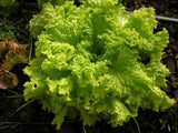Lettuce Seeds, Grand Rapids TBR Lettuce Seeds, "COOL BEANS N SPROUTS" Brand. Heirloom. Non-GMO. Home Gardening. - Cool Beans & Sprouts