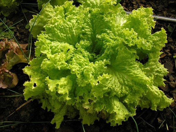 Lettuce Seeds, Grand Rapids TBR Lettuce Seeds, "COOL BEANS N SPROUTS" Brand. Heirloom. Non-GMO. Home Gardening. - Cool Beans & Sprouts